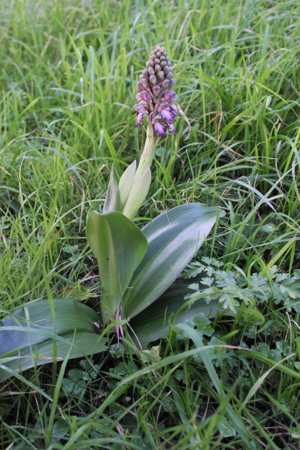 Barlia  robertiana le prime o le ultime ??